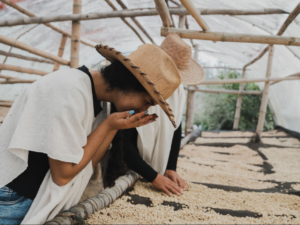 Coffee Tour