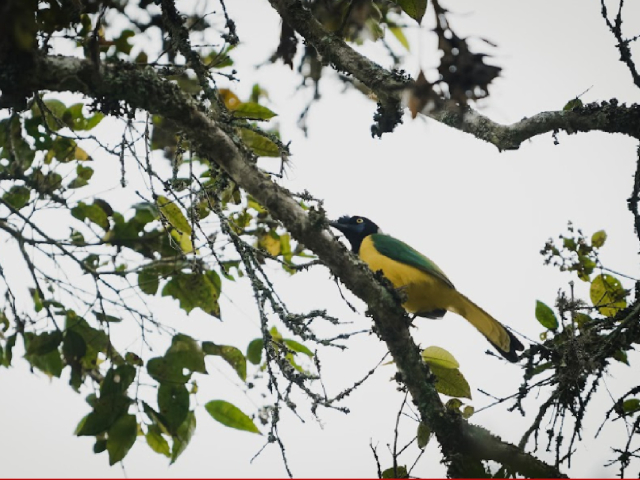 Skale Peregrino Ecolodge